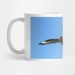 South polar skua in flight Mug